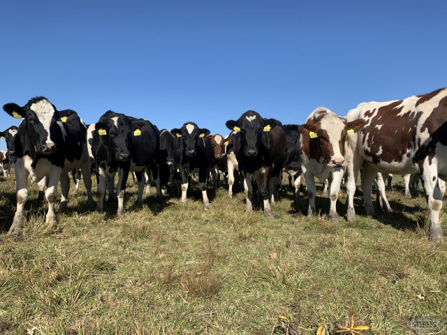 (36 Head) Holstein heifers